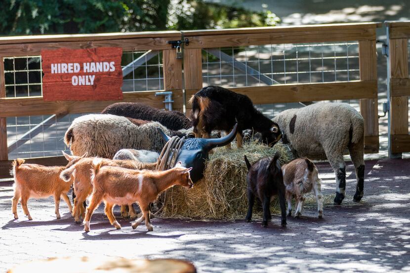 Brush the goats, pet the donkeys and meet the pigs at the Fort Worth Zoo's Toyota Children's...