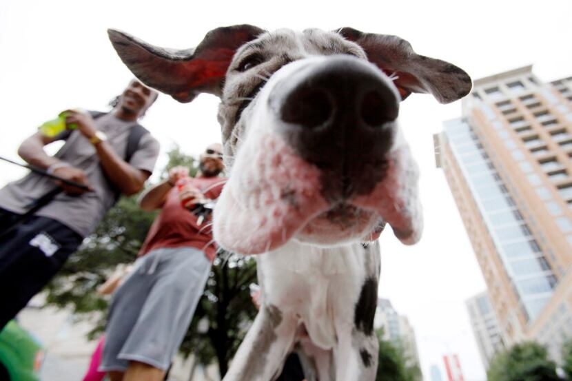 Biggie Smalls, a five month old Great Dane, walks along Cedar Springs Road during the second...