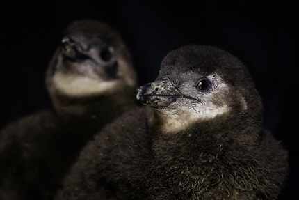 Two recently hatched critically endangered African penguin chicks photographed at the Dallas...