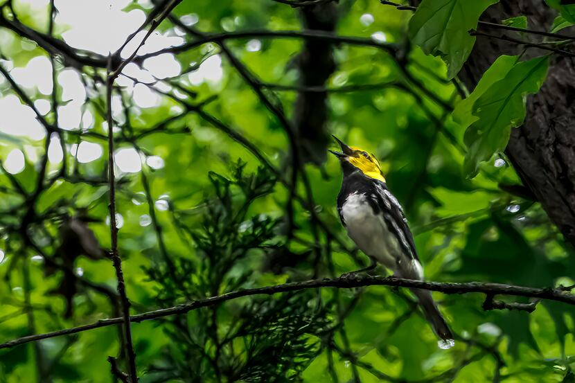 A picture of the male golden-cheeked warbler, spotted last year, at the Dogwood Canyon...