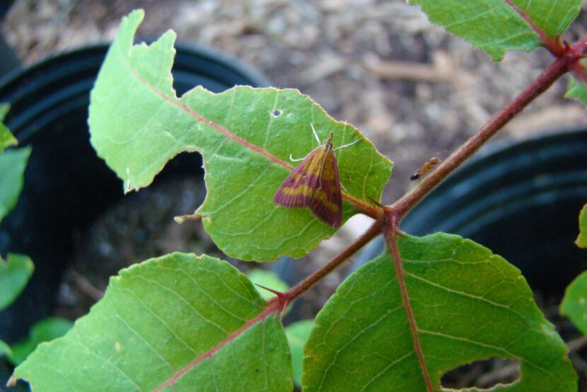 Southern Purple Mint Moth (Pyrausta laticlavia), native to North Texas