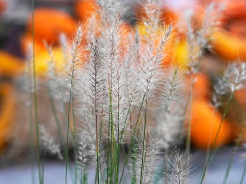 
Fountain grass, a hybrid of a native prairie grass, is useful for its fluffy fall blooms.
