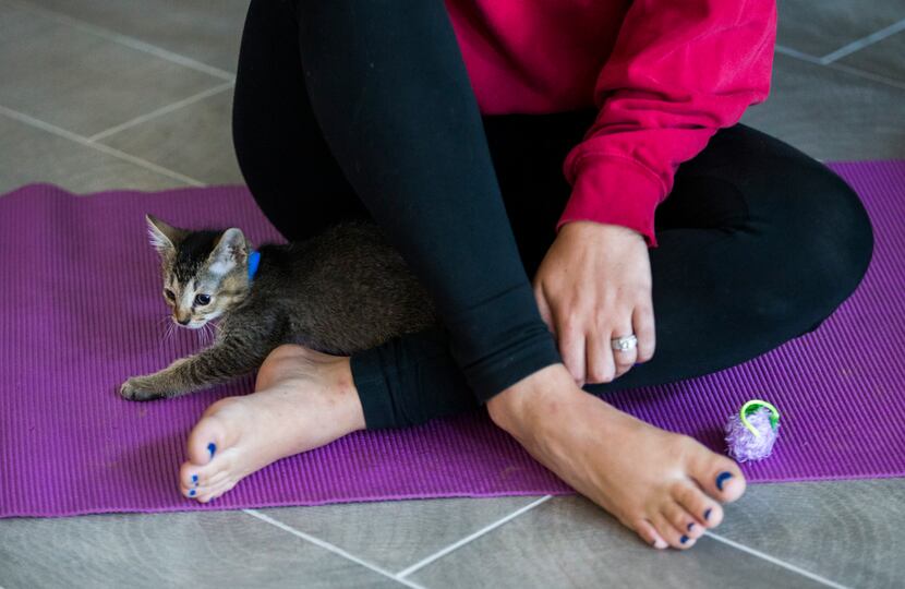 A kitten crawled underneath Anna Hurst during a yoga class hosted by Attiva Central Park and...