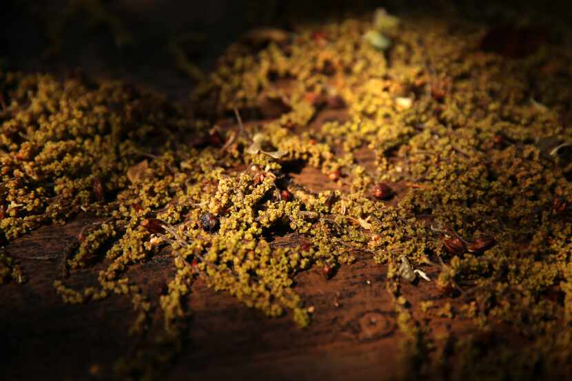 High winds and rain blew catkins and pollen from oak trees onto a patio deck in Arlington,...