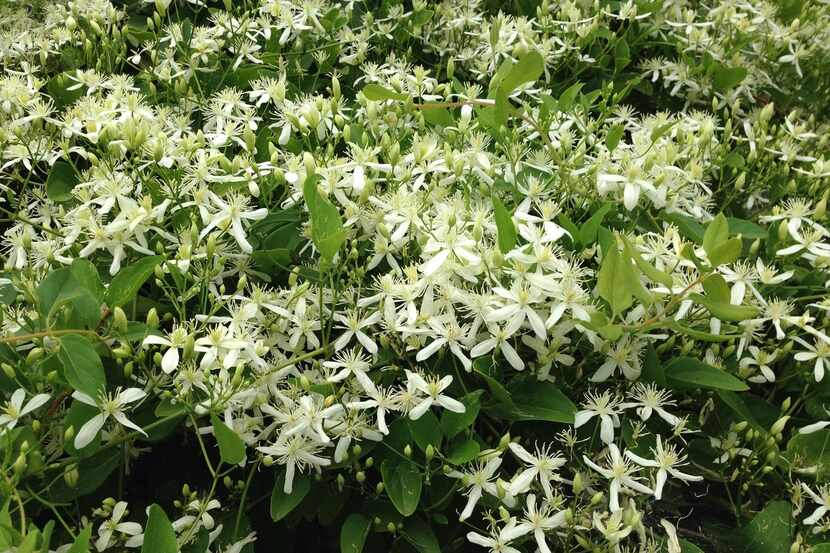 Sweet autumn clematis is bare in winter but regrows quickly in the spring to produce lots of...