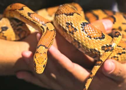 Cornelius the corn snake at the Fort Worth Museum of Science and History on October 13, 2017