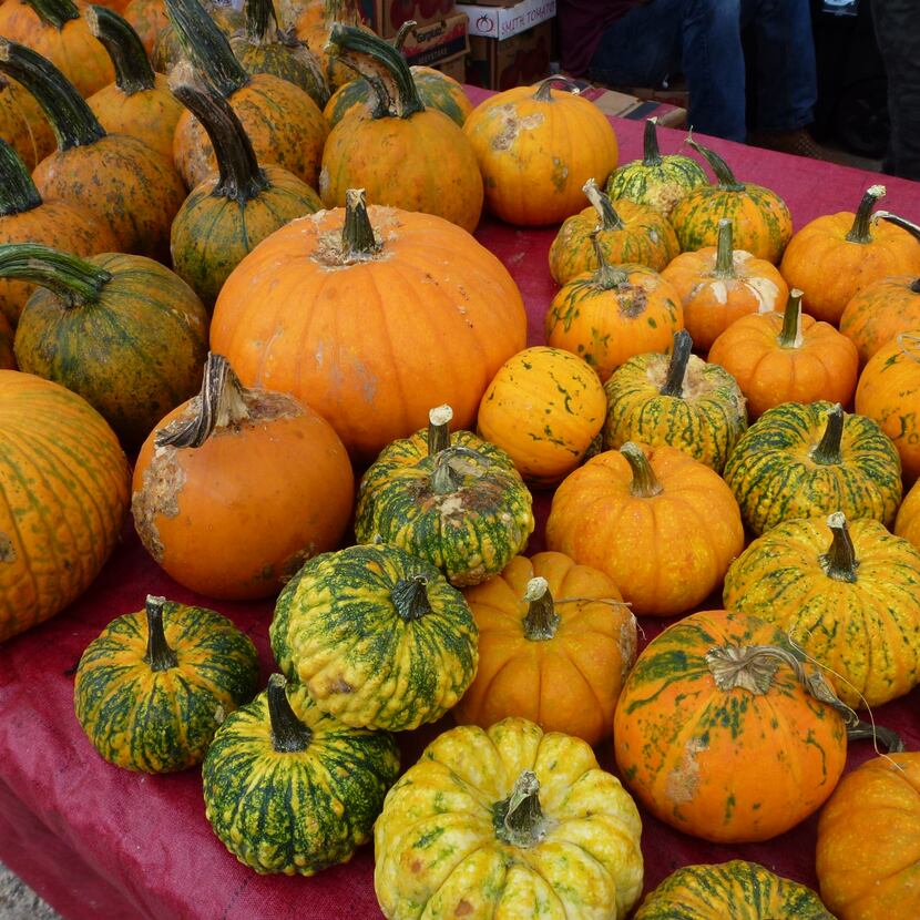 These are pumpkins from Fisher Family Farm and Ranch in Fruitvale.