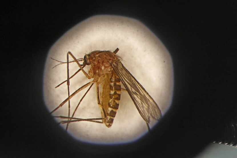 A Southern house mosquito, seen through a microscope at the Dallas County mosquito lab in...