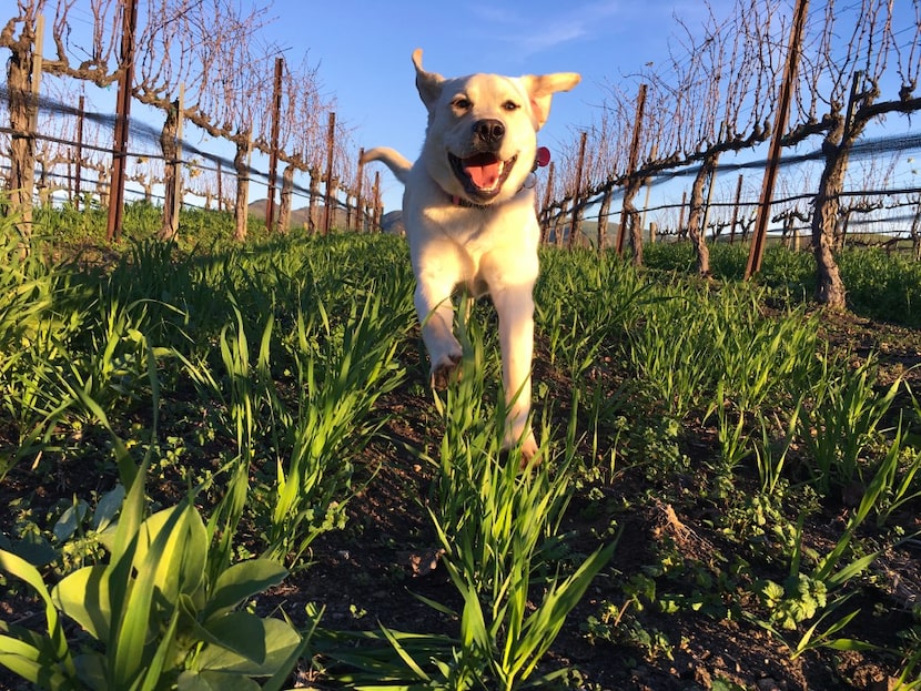 Dixie runs through Talley Vineyards in San Luis Obispo's wine country on California's...