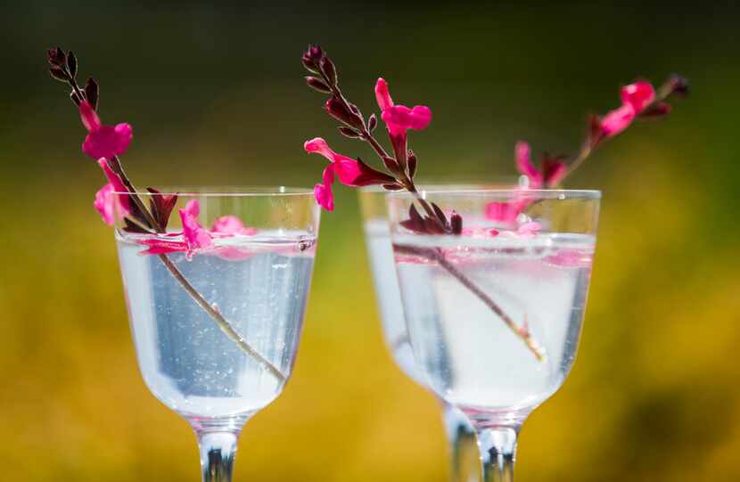 Gin and elderflower tonic drinks garnished with Autumn sage, which is edible, at The Dallas...