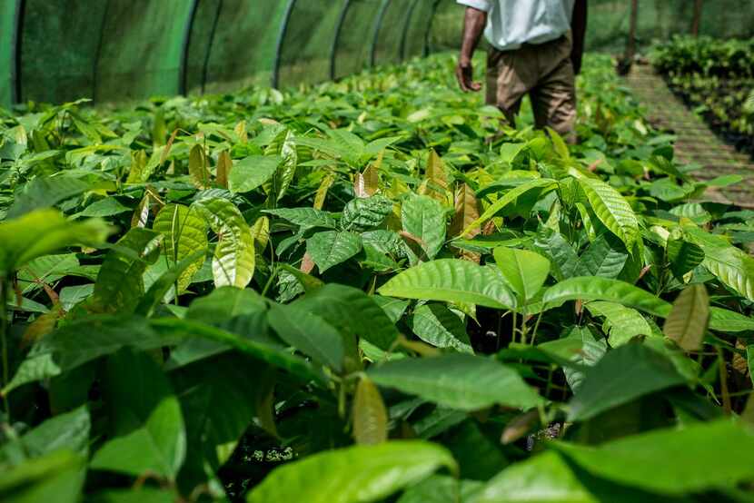 Hotel Chocolat’s   greenhouse contains hundreds of  cacao plants.