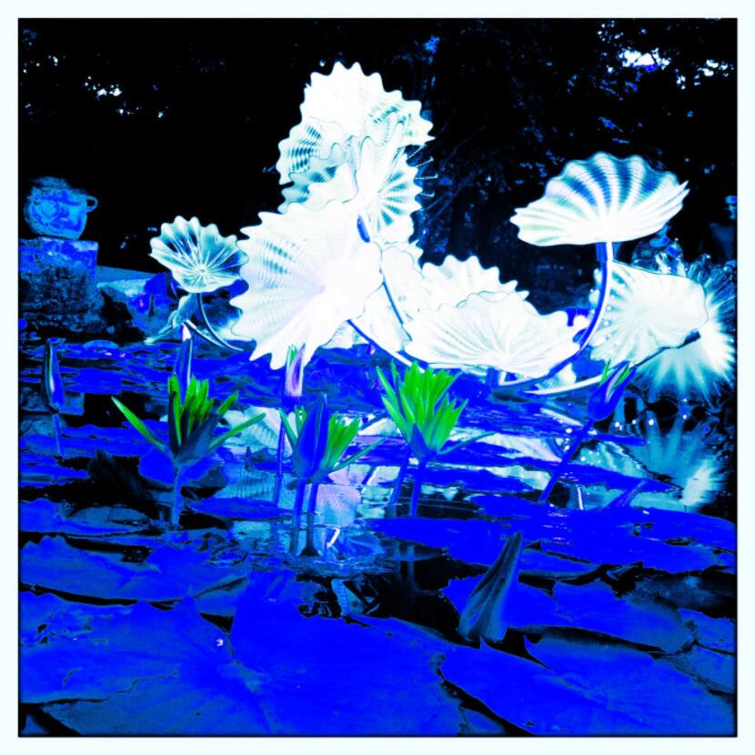 Chihuly's white lotus leaves of  the Persian Pond are photographed using the Hipstmatic app...