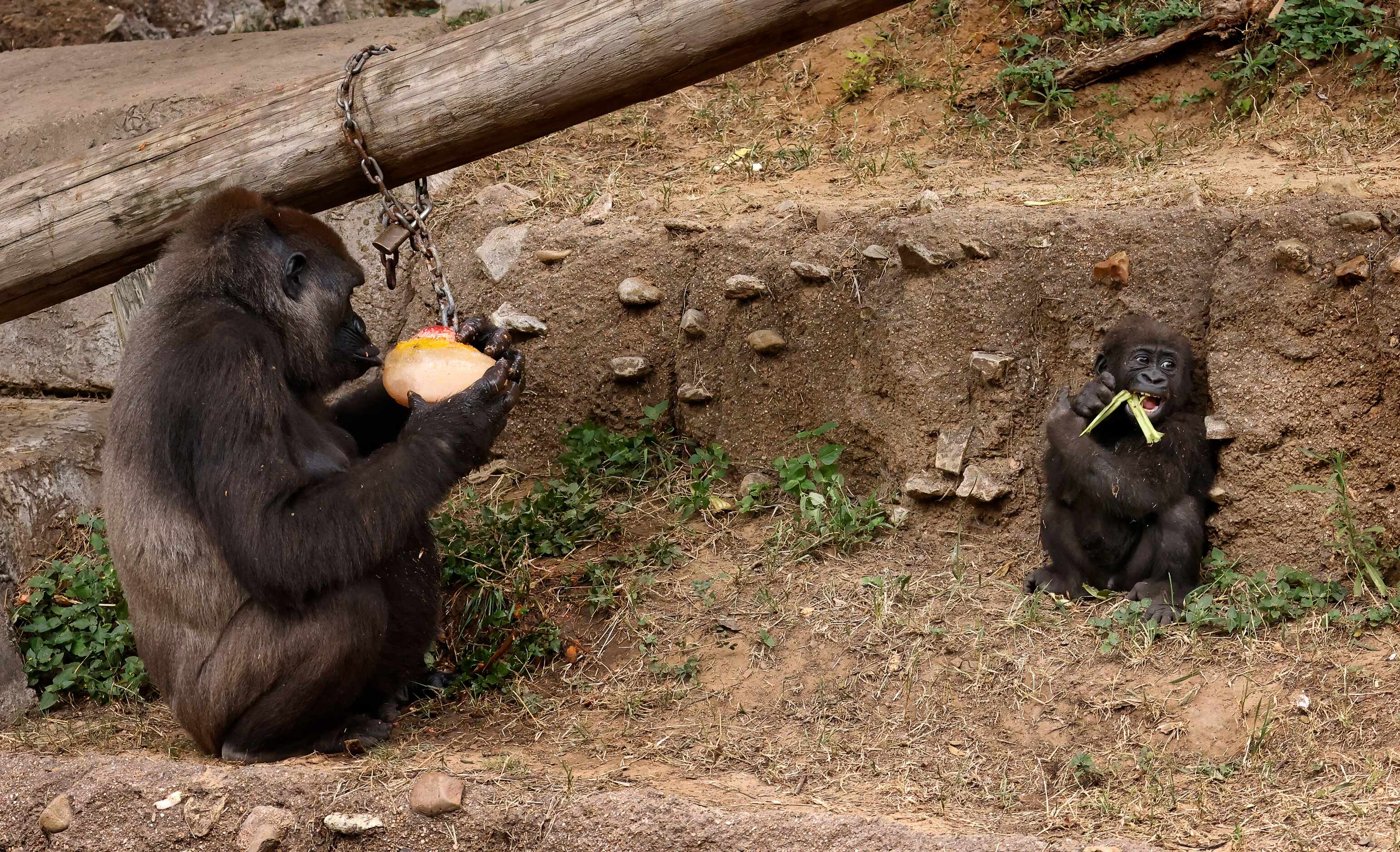 Bruno, a 7-month old Western Lowland Gorilla, chews on a piece of food with his mother...