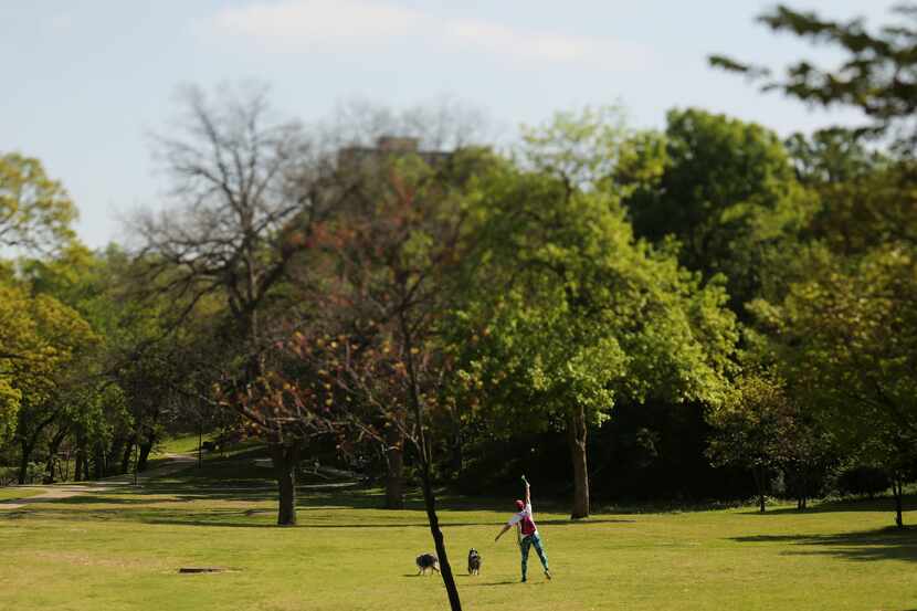 In response to the controversy that broke out over proposed changes for Reverchon Park, the...