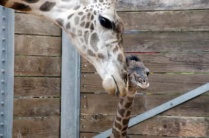 Tyra the Masai giraffe nuzzles her calf born Monday at the Houston Zoo.