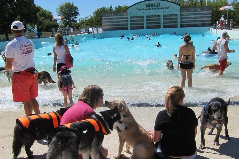 NRH2O'S ANNUAL doggy swim day is Saturday. (2013 File Photo/Tatia Woldt