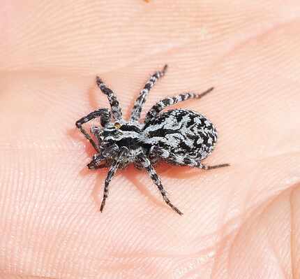 A researcher holds a Greenland Thin-legged Wolf Spider on a recent data collection trip in...