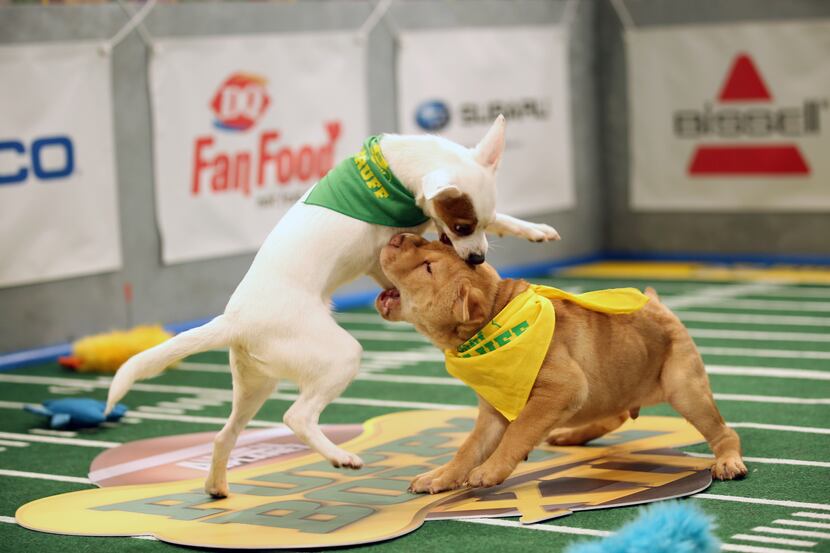 Go, Darby, go! As you can see from this photo from the taping of Puppy Bowl XII, Darby is...