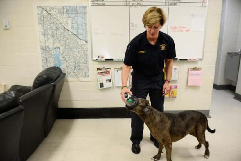 Lt. Patti Krafft lets Hula, a live find disaster dog, stick her nose inside a pet oxygen...