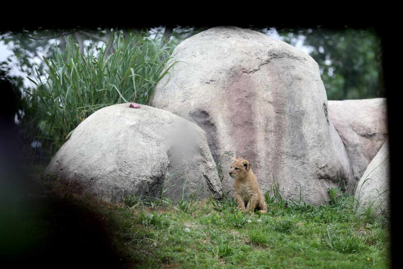 Bahati, a lion cub, made her public debut at the Dallas Zoo in Dallas Friday May 19, 2017....