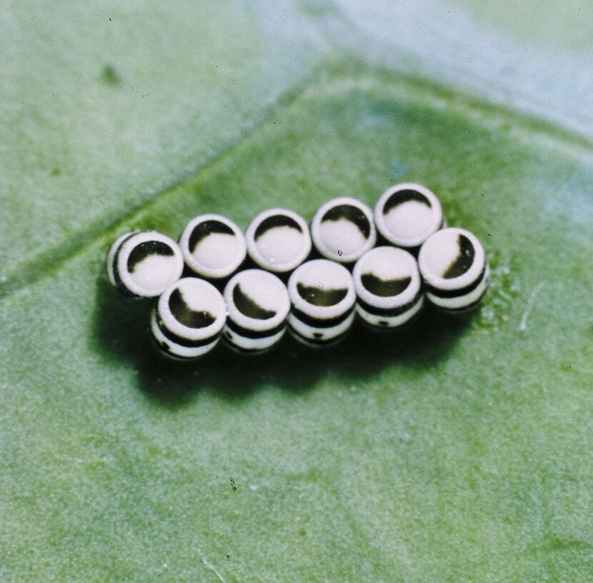 Harlequin bug eggs always come with 10 eggs in a bunch, two rows of five side by side.