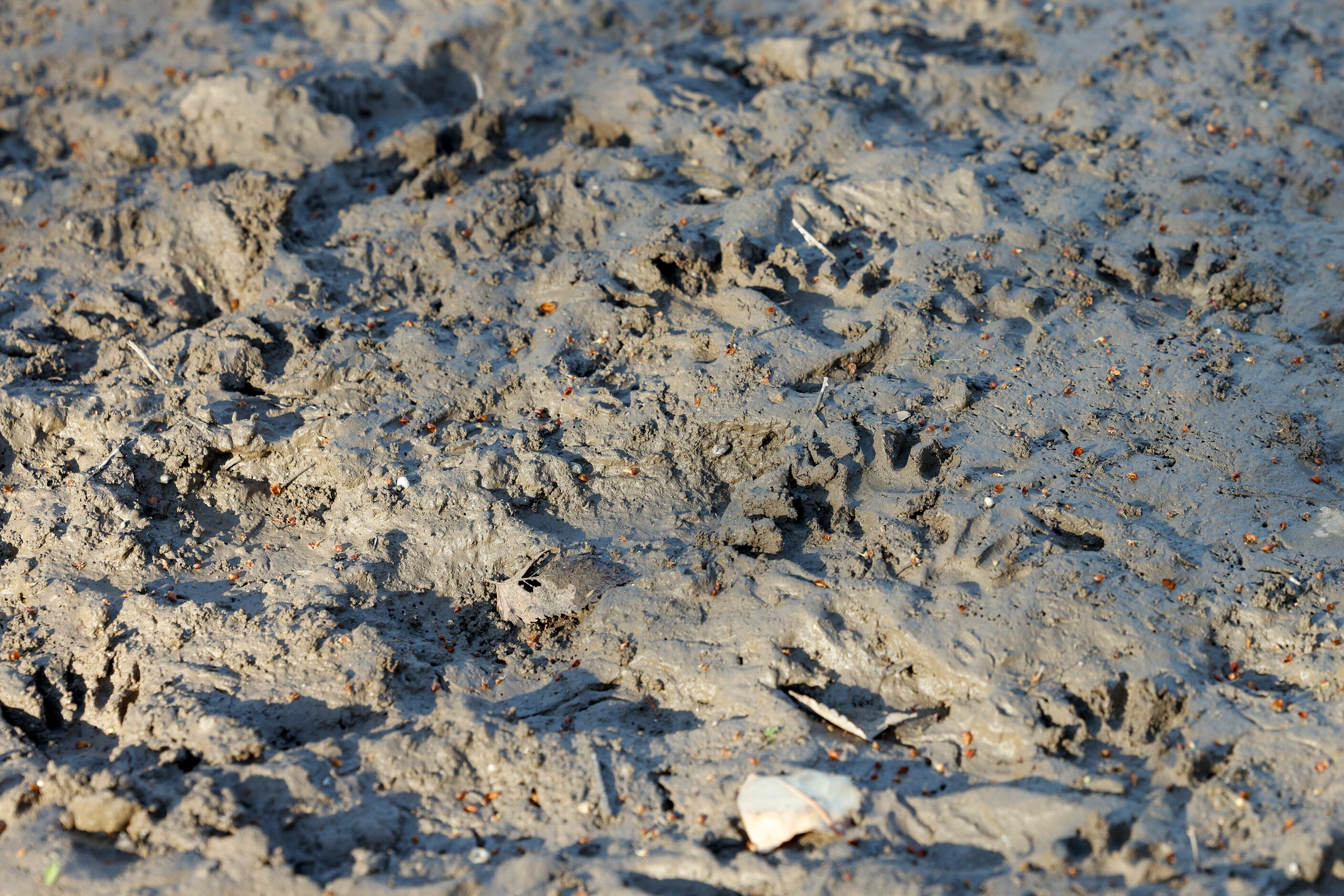 Several raccoon paw prints fill a muddy piece of the Ladd property pictured in Duncanville,...