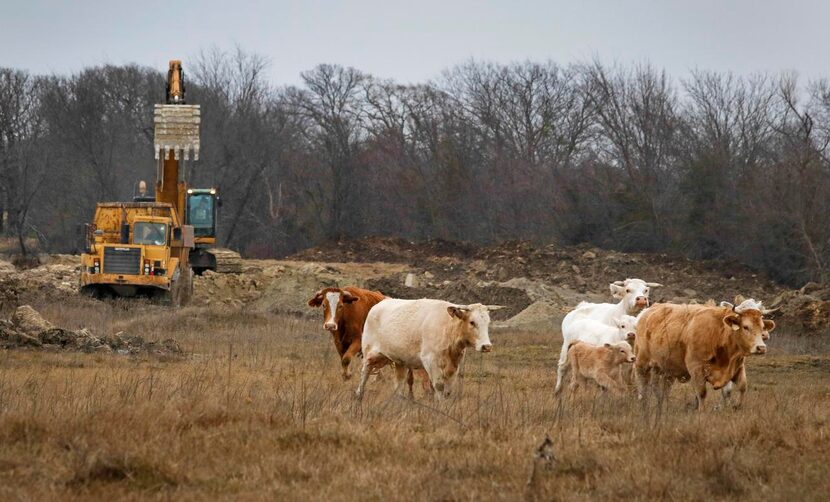 
Cattle meandered near a limestone mining operation run by Trinity Materials, which is the...