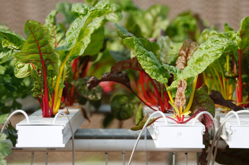 Swiss Chard in a hydroponics system greenhouse at Profound Microfarms in Lucas