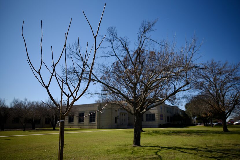 A Chinese Pistache tree, left, has been planted outside of Mockingbird Elementary School in...