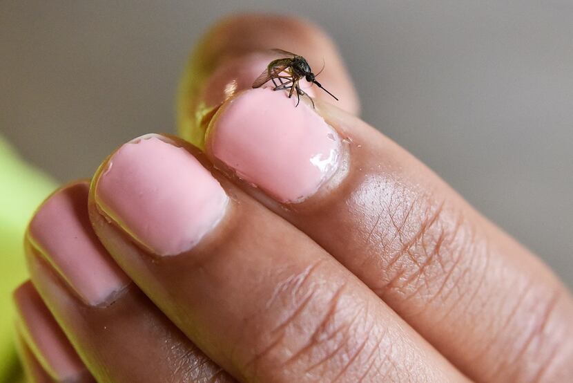 Erin Plaisance, assistant director of operations with Municipal Mosquito, holds a psorophora...