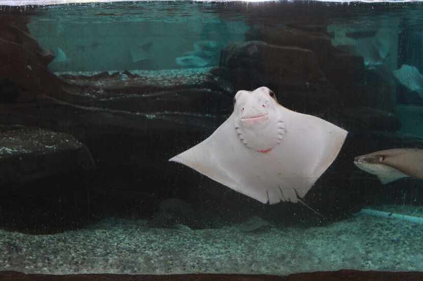 A Cownose Ray swims in the Stingray Bay inside the Children's Aquarium at Dallas' Fair Park....