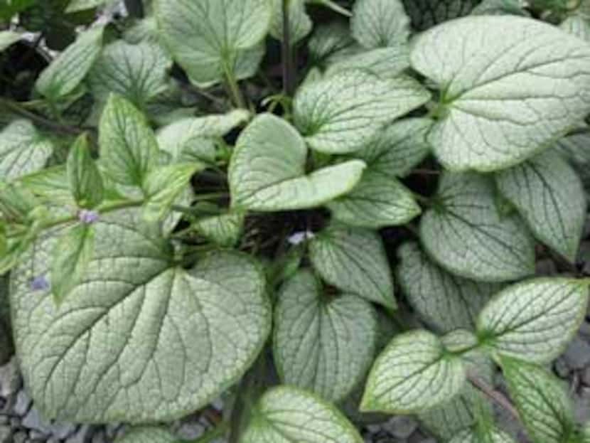 
Brunnera 'Silver Heart' is an improved variety in that its humidity tolerance is improved. 
