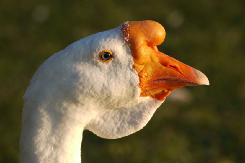 Wilbur, seen in September, stood out with a prominent knob on his orange beak and a flap of...