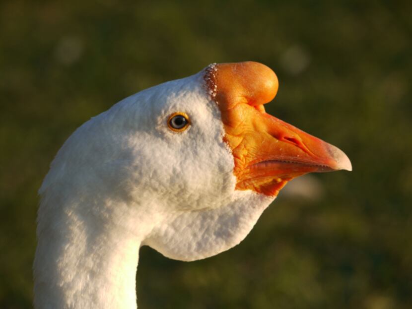 Wilbur, seen in September, stood out with a prominent knob on his orange beak and a flap of...