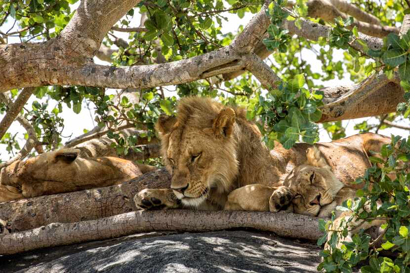 Lions rest in the shade atop rocks in the Namiri Plains area of the Serengeti.