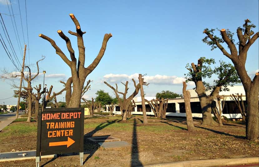 Another look at what's left of the live oaks along Forest Lane near Josey in northwest Dallas