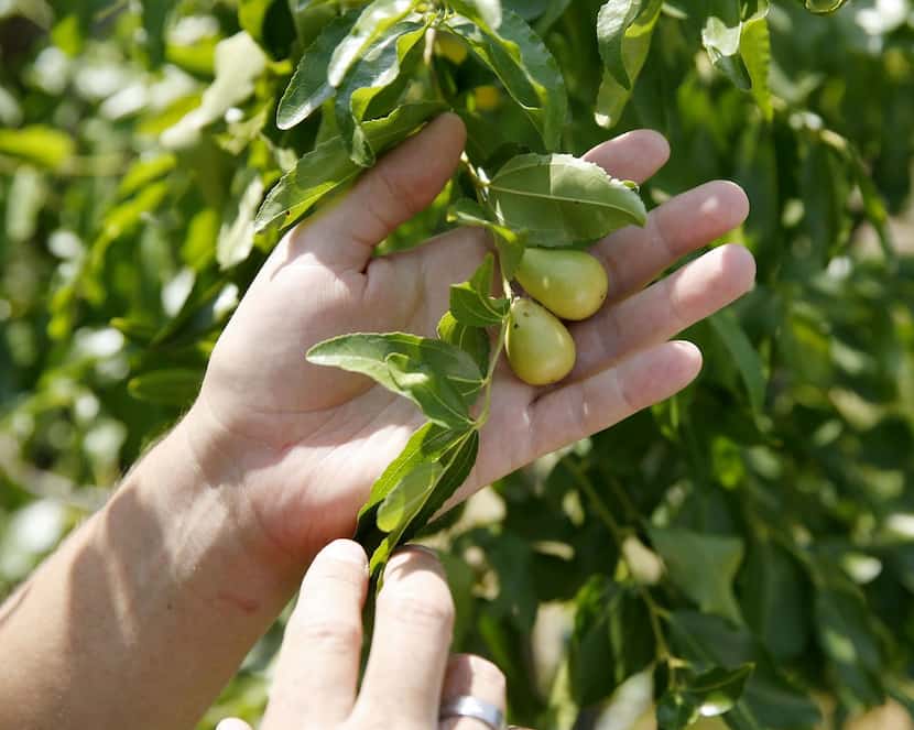 The jujube  is one of the most underutilized fruit trees for North Texas, says...