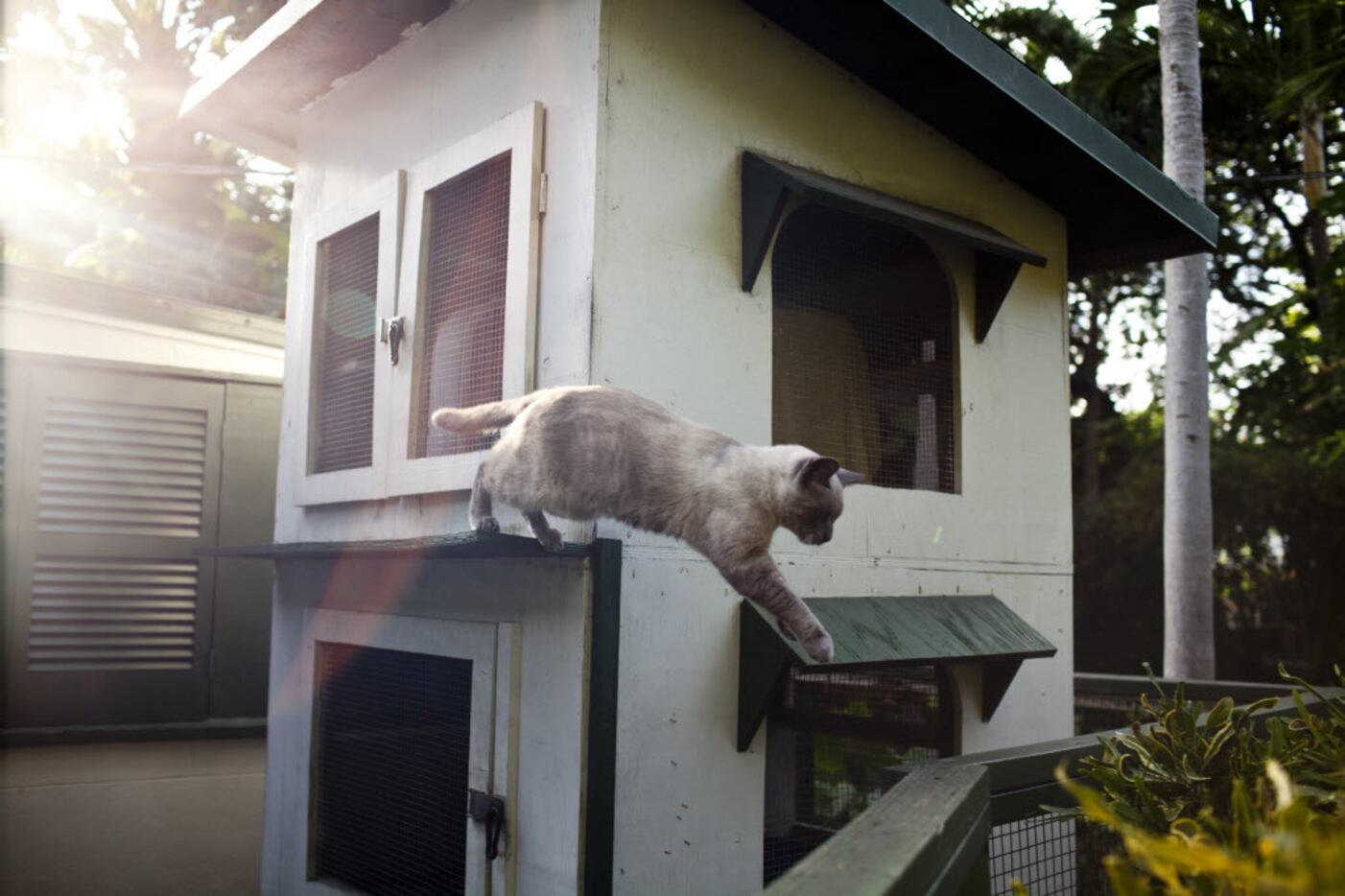 The cat Clark Gable leaps onto a fence at the Ernest Hemingway Home and Museum in Key West,...