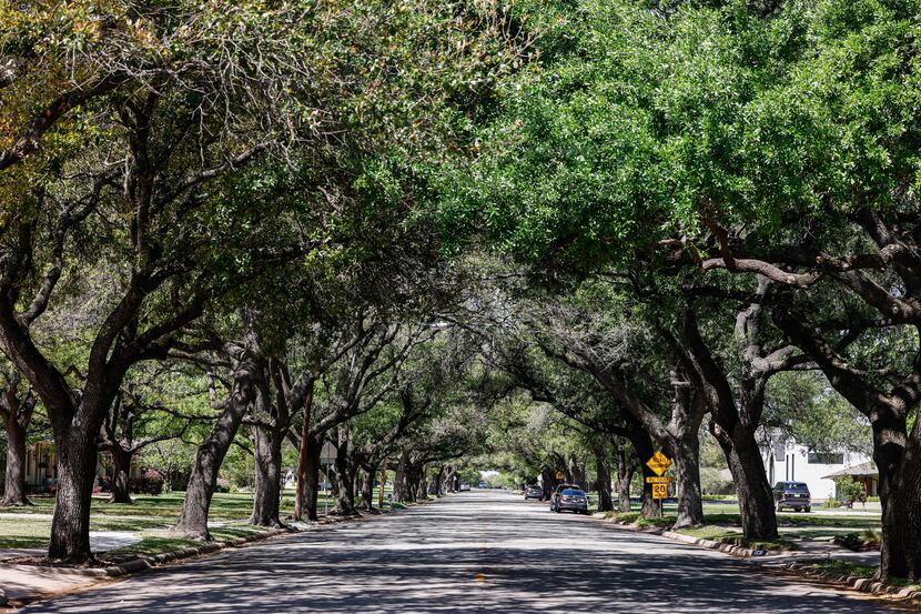 Mature trees lined Northaven Road looking west from the intersection with St. Michael's...