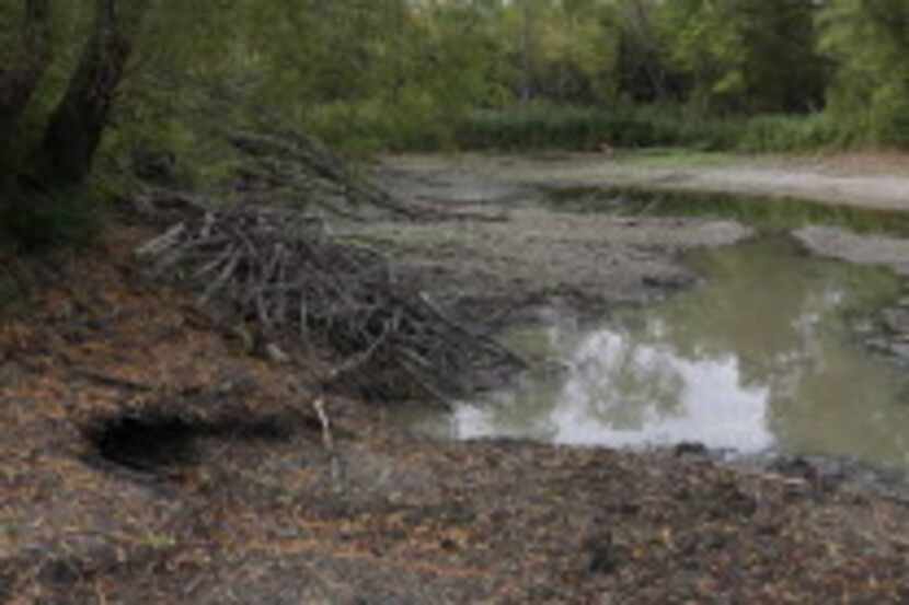 
A beaver lodge sits next to the partially drained pond, water from which was used to...