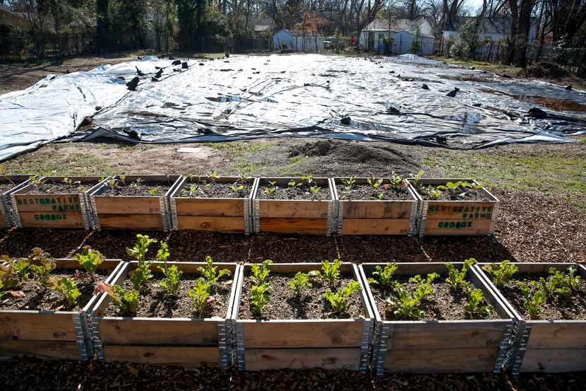 Community boxes with mustard greens and collard greens are the start of a greenhouse and...