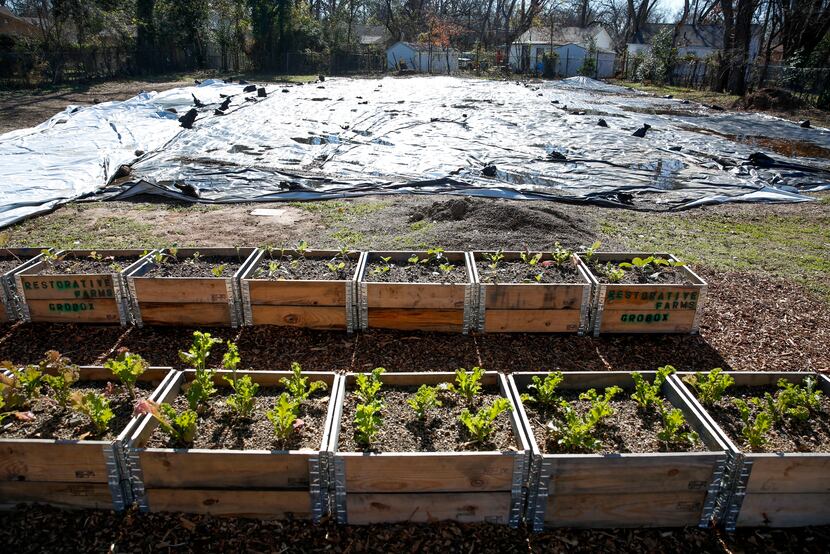 Boxes with mustard and collard green seedlings sit next to a tarp where  a greenhouse and...
