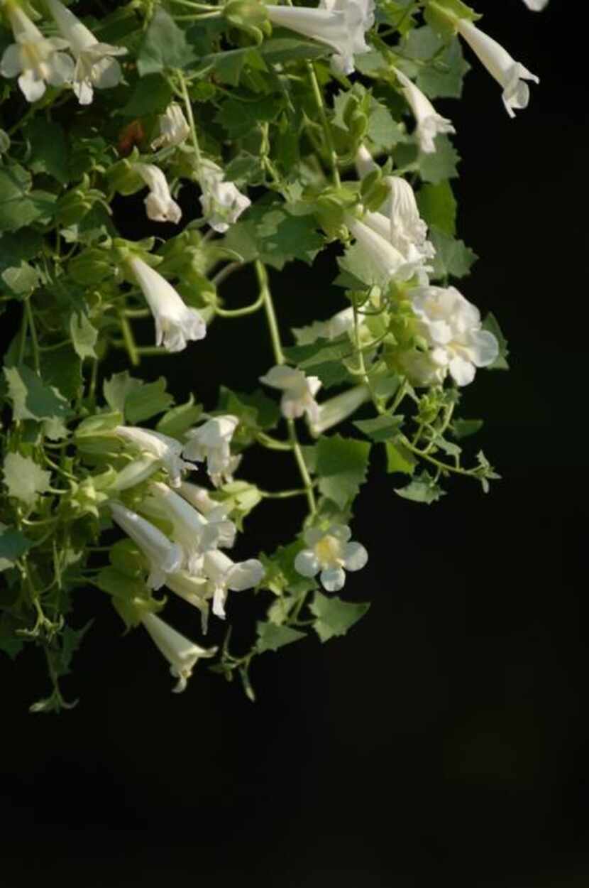 Texas-tough ‘Lofos Compact White’ is ideal for hanging baskets and large mixed containers....