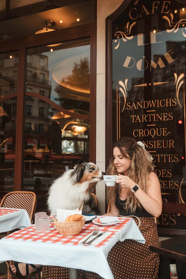 Australian shepherd dog sits in a chair, woman holding coffee up lets dog sip out of cup