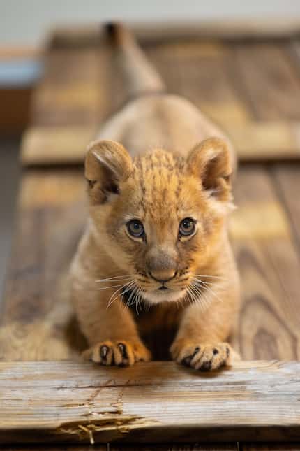 Moja was the first lion cub born at the Fort Worth Zoo since 2015.
