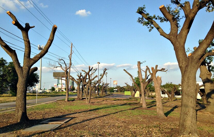 A look at what's left of the live oaks along Forest Lane near Josey in northwest Dallas.