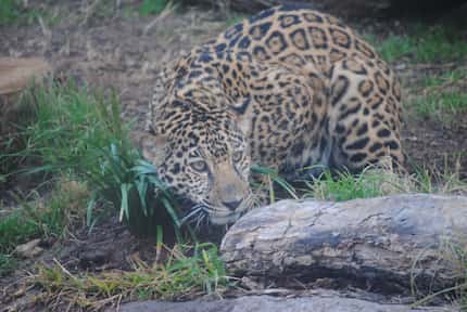 Estrella the jaguar at the Abilene Zoo. The jaguar escaped its enclosure Monday and attacked...