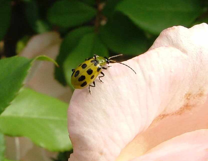 Stubborn pests like spotted cucumber beetles can be killed with nontoxic products like...