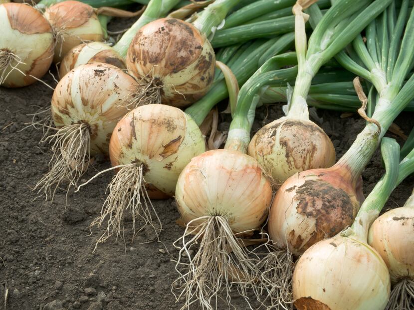 Recently harvested onions