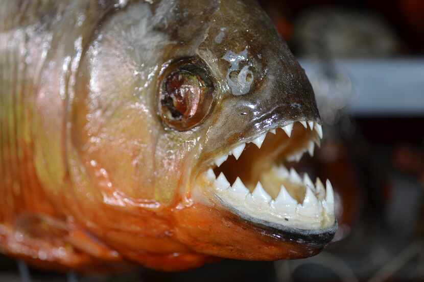 Virgilio Martínez quería servir el pez carnívoro y de afilados dientes durante un festival...